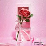 قیمت عمده رژ گونه گل رز شیگلم اورجینال